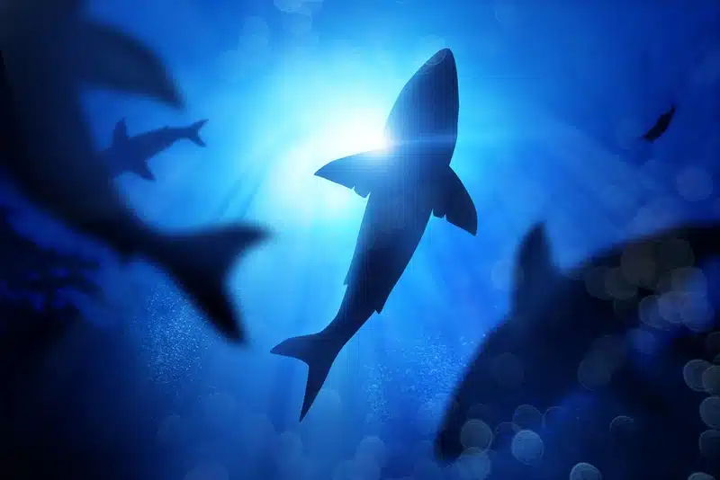 Bitcoin chute à 86 300 $ : pourquoi les « requins » accumulent au rythme le plus élevé depuis 2012